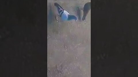 Mighty Pigeon's