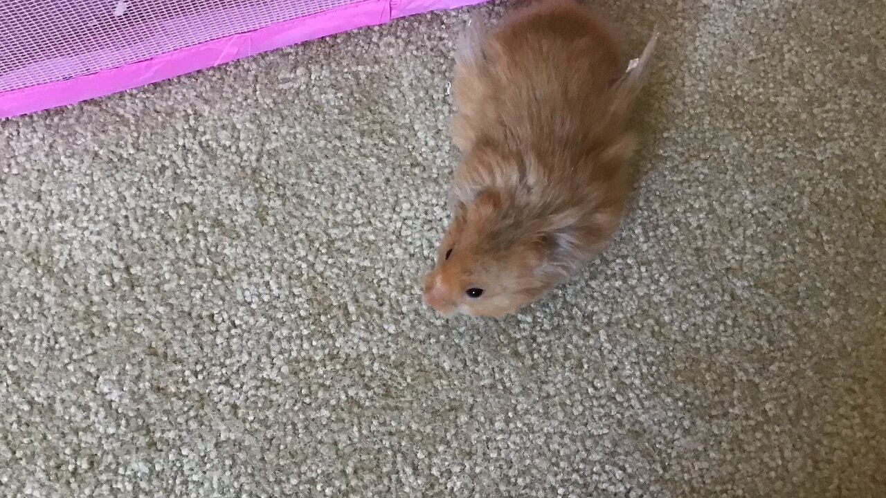 Cleaning My Hamster Playpen! -Hamster Heaven