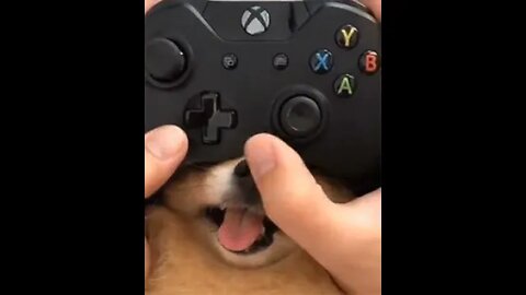 Dog Face Xbox Controller
