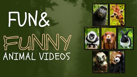 🤣🤣 monkey 🐒 Fun