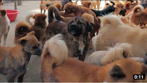 So many dogs are same place the what will do see this video