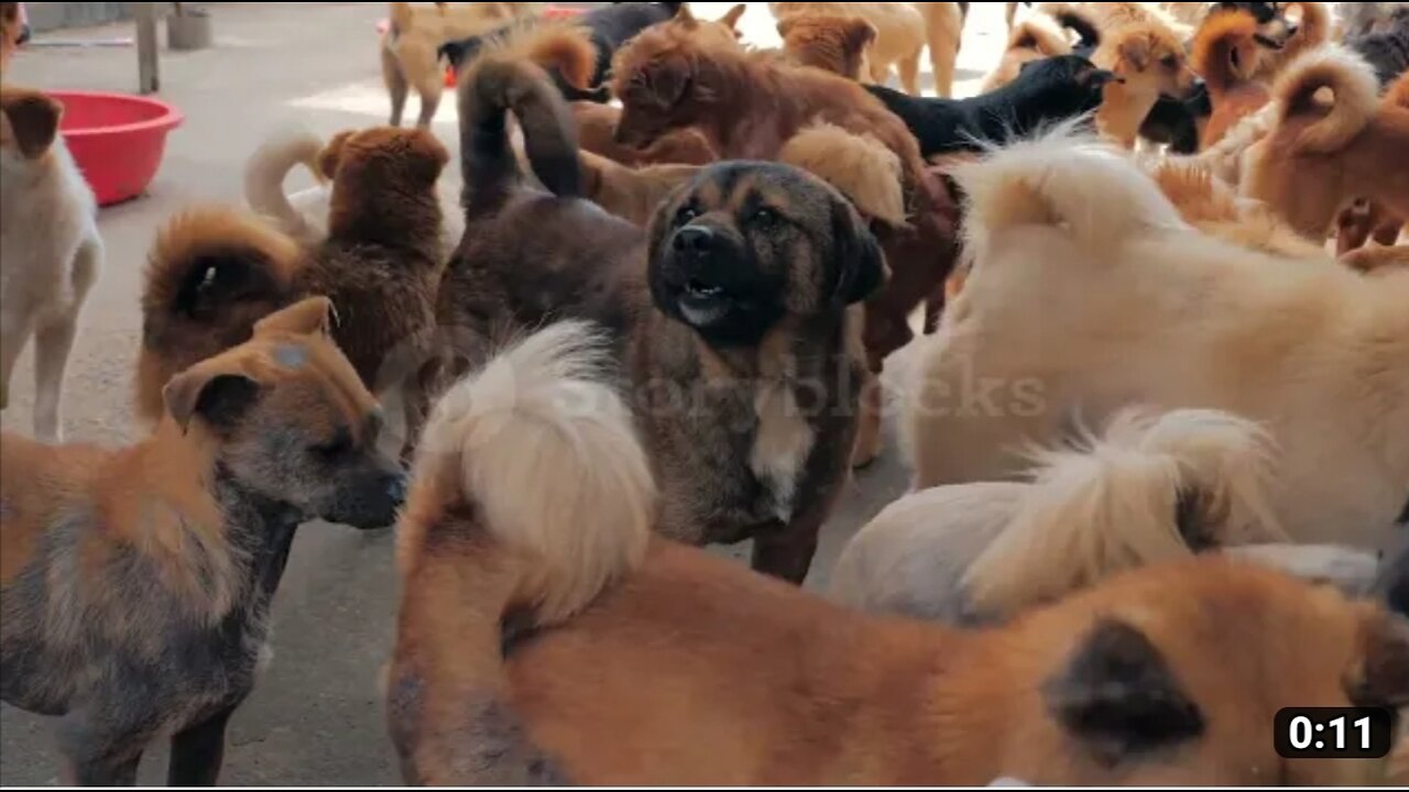So many dogs are same place the what will do see this video