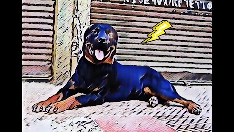 Rotweiler dog strength