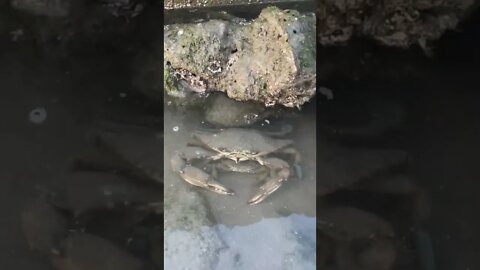 CUTE BABY CRAB AND HIS MOMA, Galveston Texas Traveling