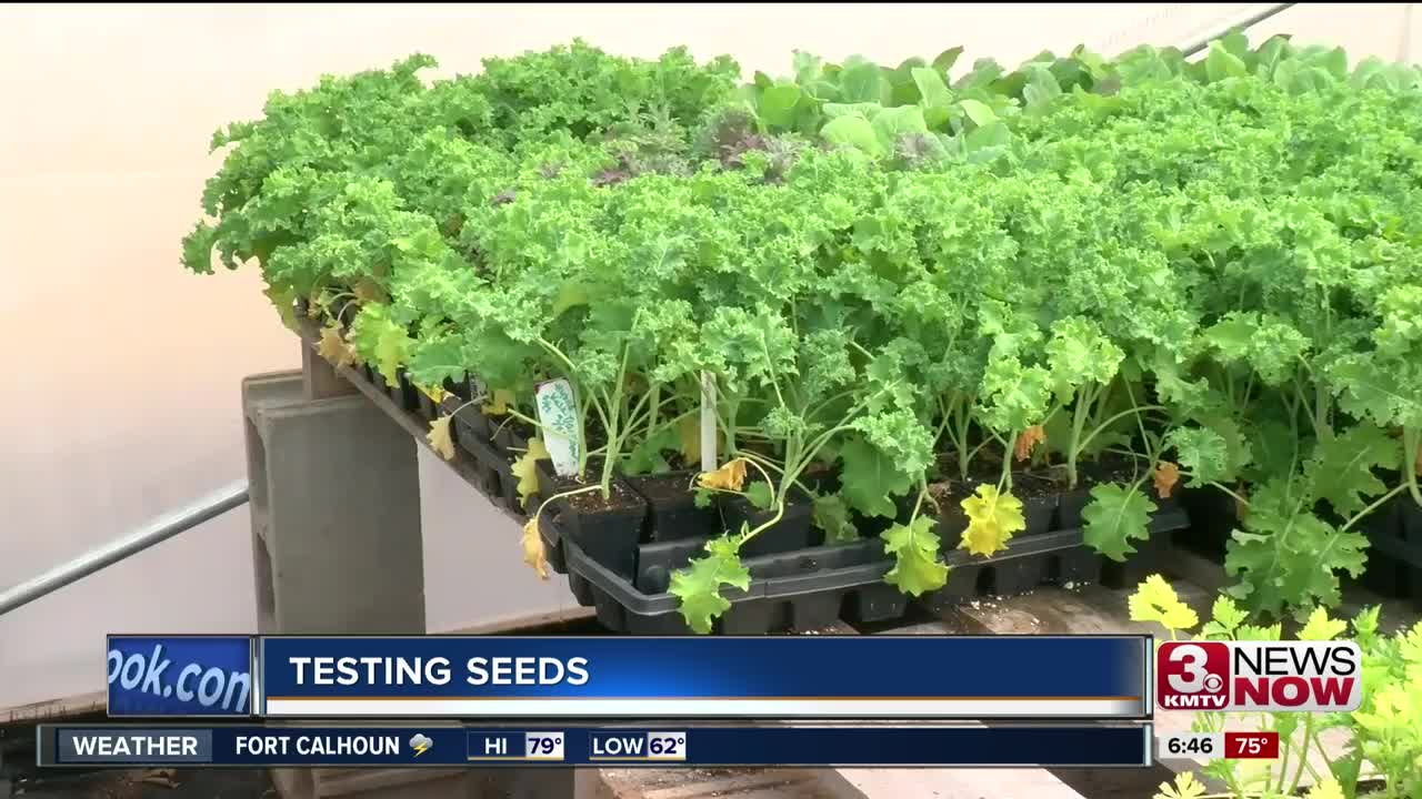 Testing Seeds