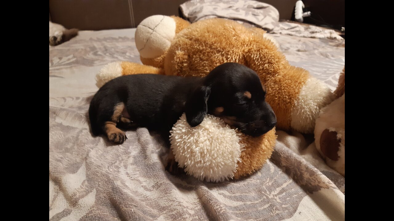 Little dog 🐕 ❤ 💙