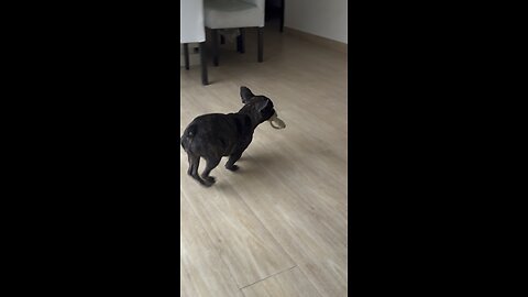 FRENCH BULLDOG DESTROYS PEE PAD WHILE PLAYING WITH TOY!