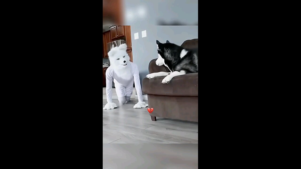 funny cat & dog πΆππΊπ