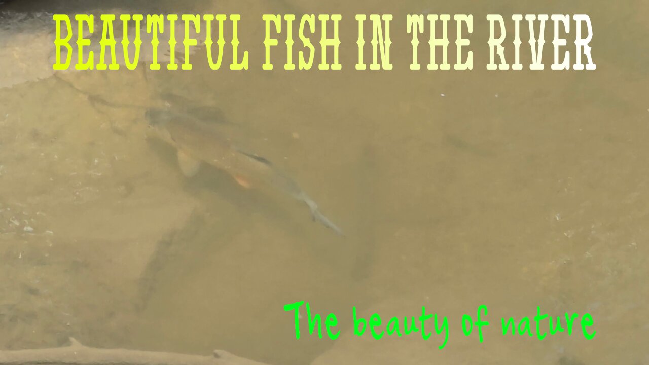 Beautiful fish in the river / chub in a running water.