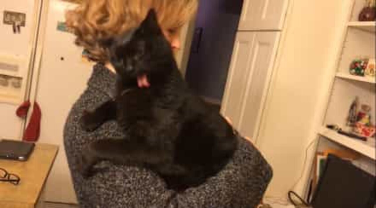 Katt reagerar roligt på ryggkli!
