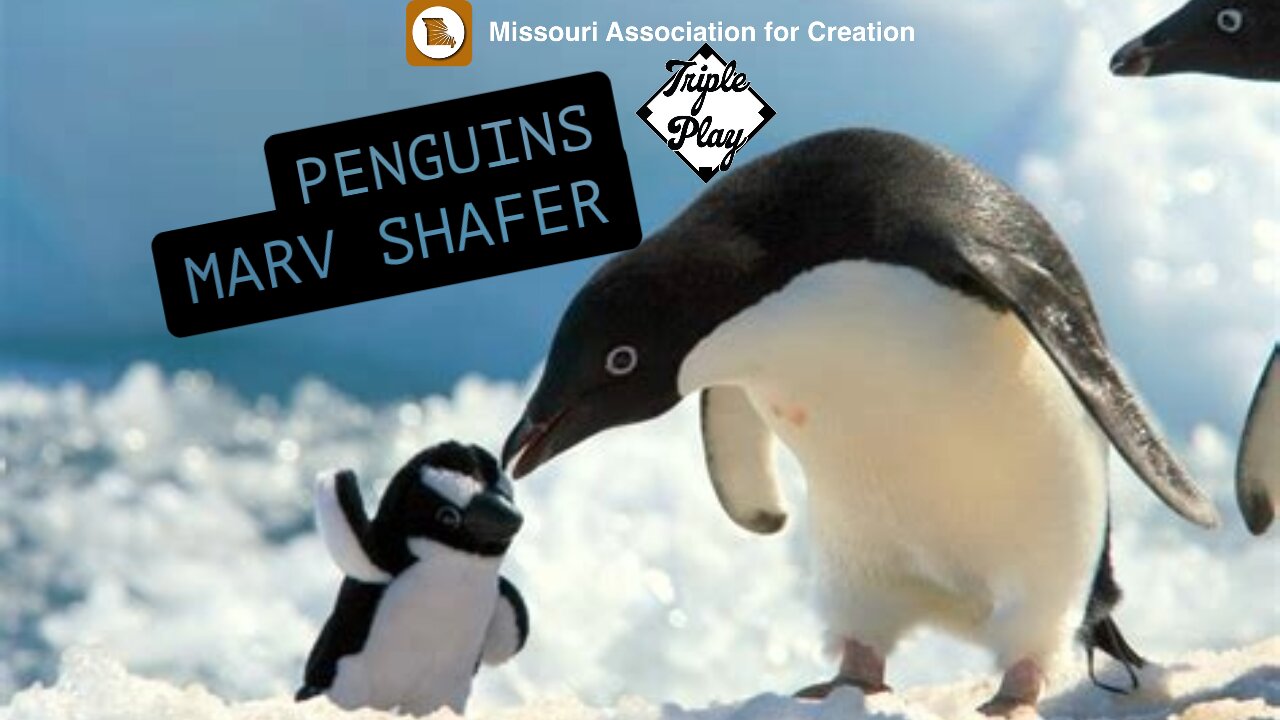 PENGUINS WITH MARV SHAFER