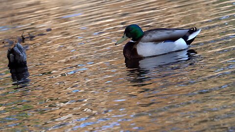 CatTV: Duck Floating in Moving Pond (Relaxing)