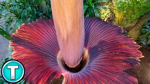 The Corpse Flower