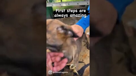 Dutch shepherd puppy crossing a beam