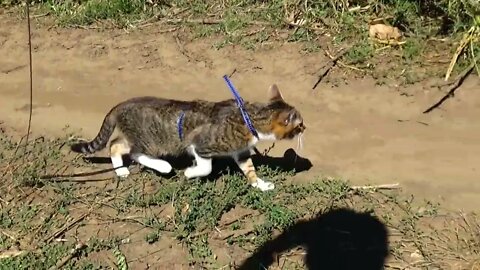 Kitten Rudolph Crosses a Field