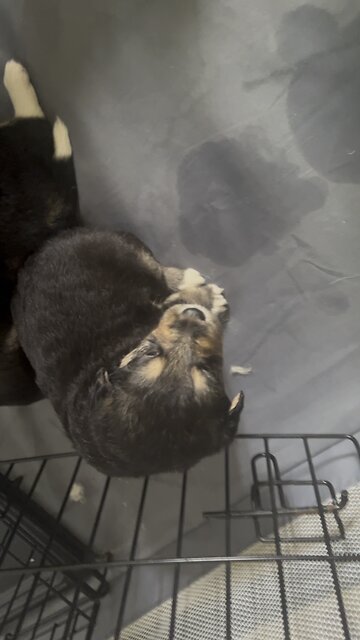 Aggressive Little Fella!