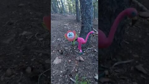 The Flamingo Trail Marker between Clear Creek and Mt Phillips - Philmont Trek #shorts