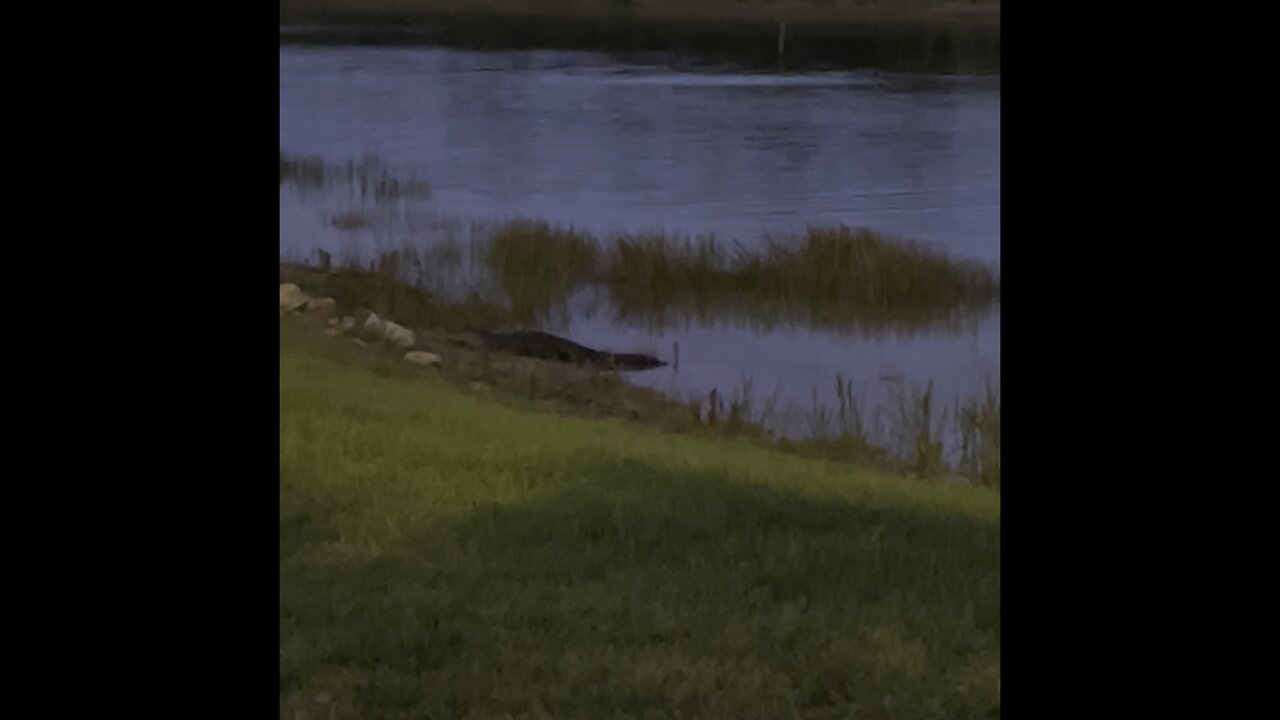 Gator Nights Of Summer #Alligator