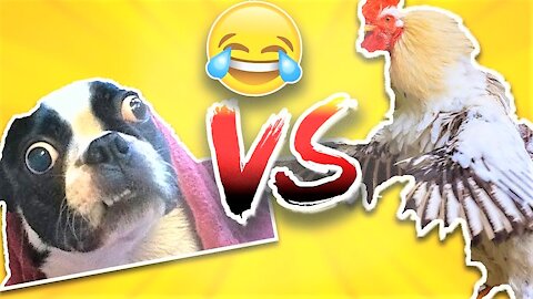 Chicken VS Dog Fight - Funny Dog Fight Videos