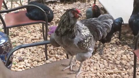 30 seconds of chickens part 31: just chilling