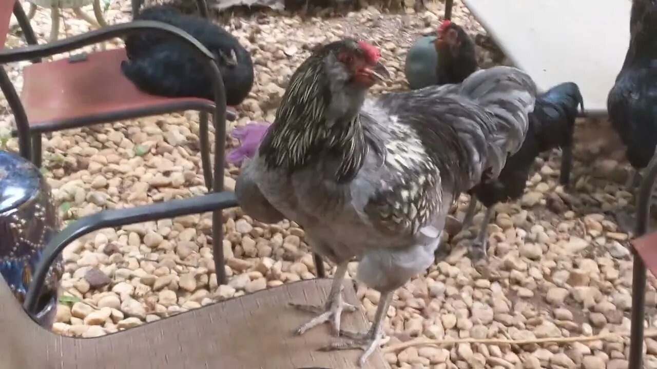 30 seconds of chickens part 31: just chilling