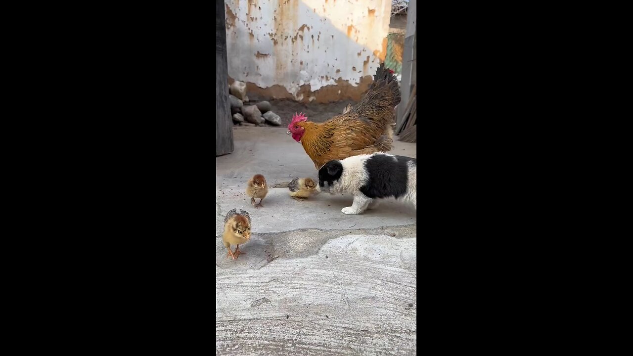 puppy stole hen baby