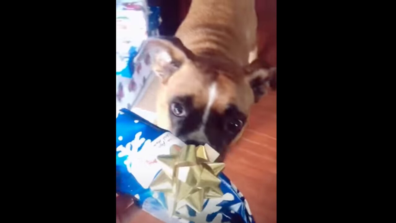 Most happy boxer puppy opens up its present!