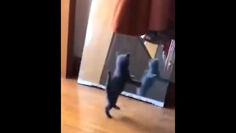 Funny Cats Mirror Reaction