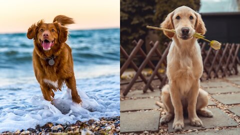 Baby Dogs - Cute Dog Videos Compilation #2 || Aww Animals