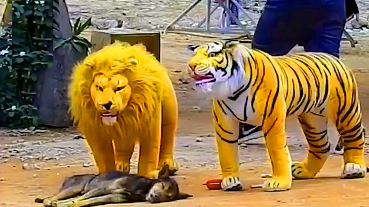 Troll Prank Dog Funny & fake Lion and Fake Tiger Prank To dog & Huge Box Prank to dog