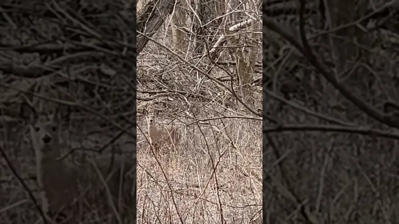 How many Deer do you see ?