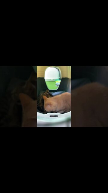 Cats Cuddle in their new outdoor playroom