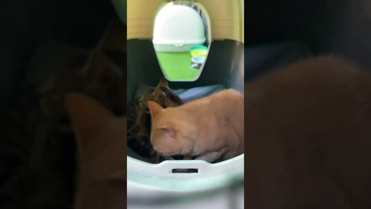 Cats Cuddle in their new outdoor playroom