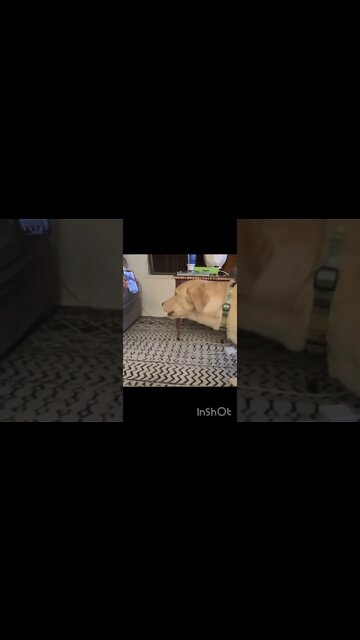 Summer Facetimes Husky Cousin #shorts