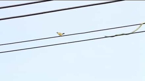 Snake crosses electrical wires to catch birds