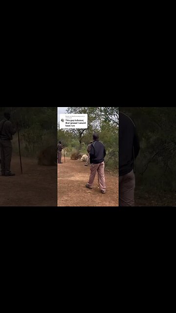 Breaking up a Lion fight armed with a stick 🦁