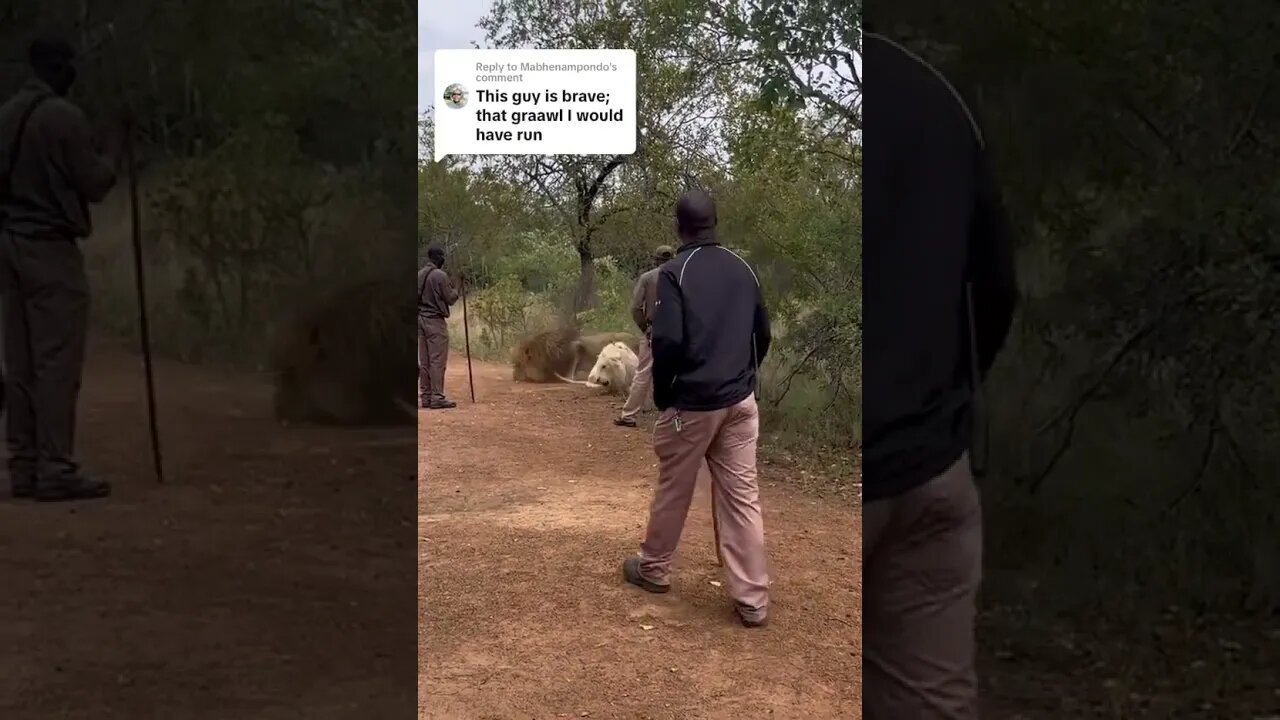 Breaking up a Lion fight armed with a stick 🦁