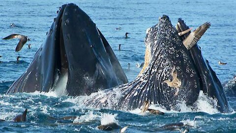 How Whale Feeds Its Big Tummy