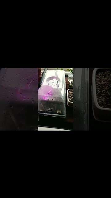 Work Smarter, not Harder! #garden #gardening #shorts #tipsandtricks #plants #puppy #peppers #btcm