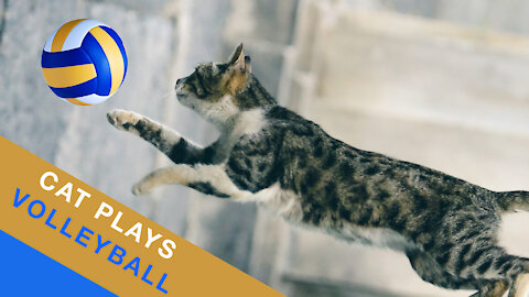 Cat Plays Volleyball