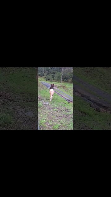 The secret lives of horses