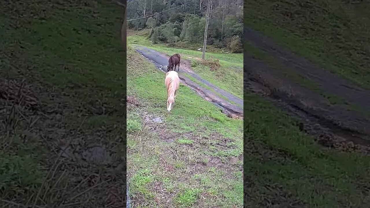 The secret lives of horses