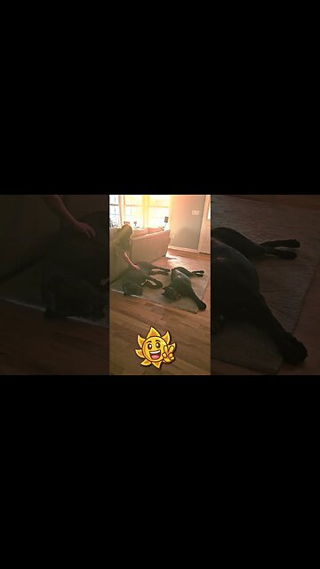 My Dog's Morning Starts Like This.... #shorts #dog