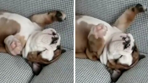 Puppy sleeping on the couch on his back, ends up waking up in an unusual way