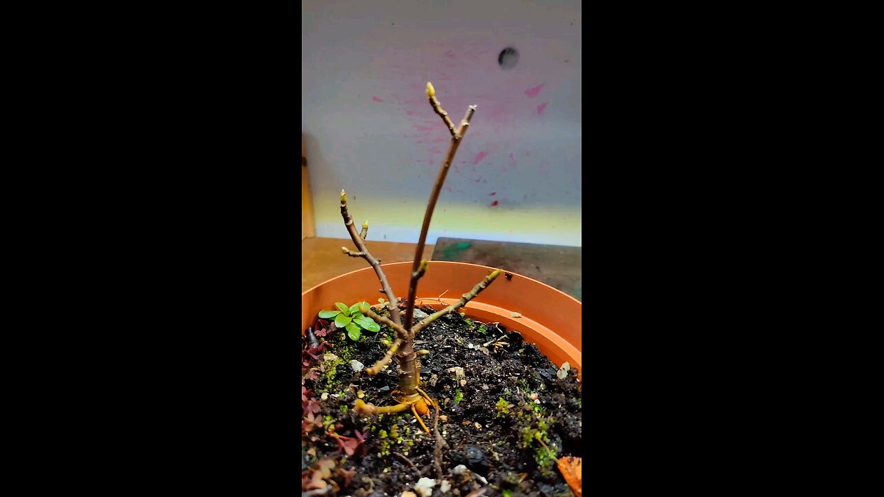 fig bonsai