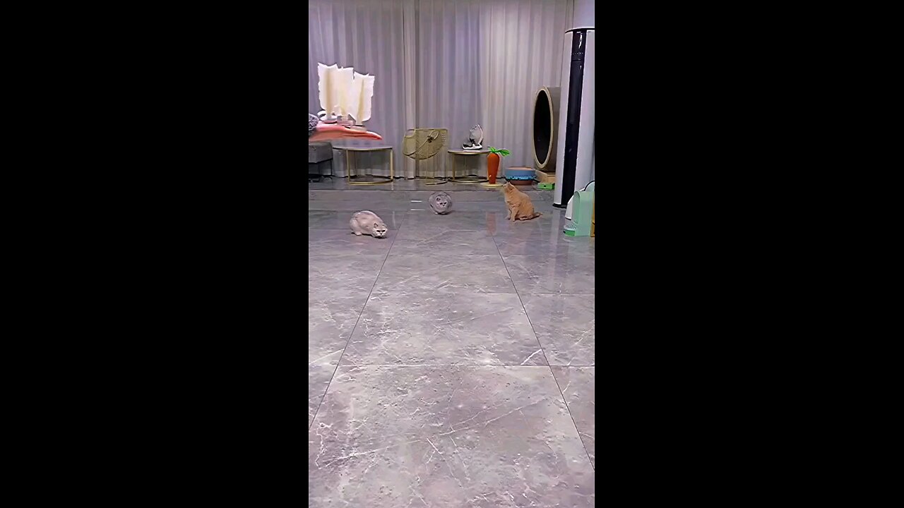 3 Funny azz catz