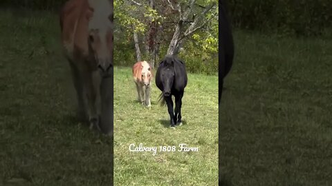 Horses coming to greet me.