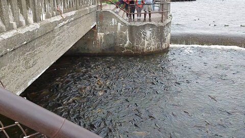 Linesville Spillway