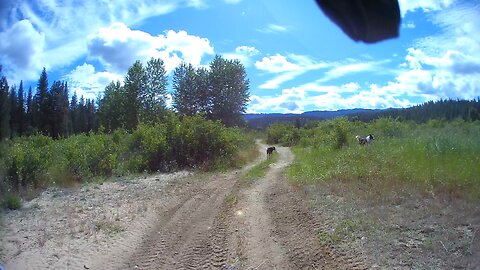 Taking the dogs for a walk