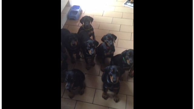 Excited Doberman Puppies Bark As They Go Down Stairs